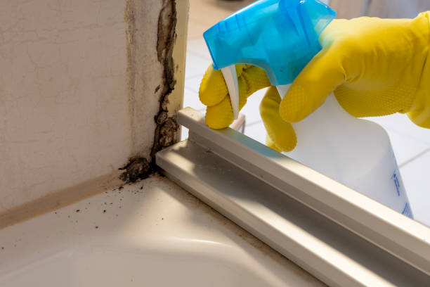 Best Commercial Mold Remediation in Montezuma, IA
