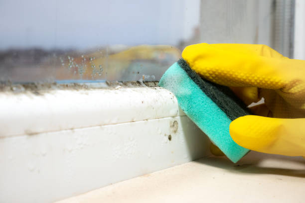 Best Mold Testing and Inspection Services in Montezuma, IA