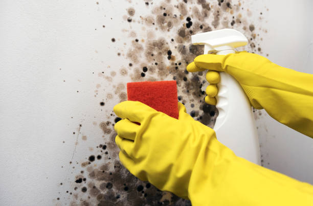 Best DIY Mold Remediation Support Services in Montezuma, IA