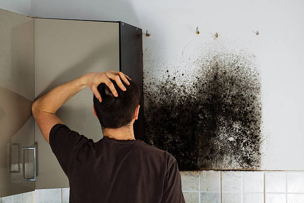 Best Post-Flood Mold Remediation in Montezuma, IA