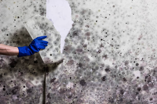 Best White Mold Remediation in Montezuma, IA