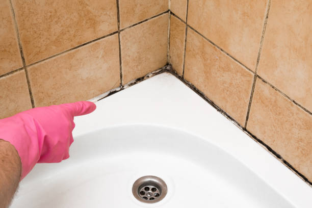 Best Residential Mold Remediation in Montezuma, IA
